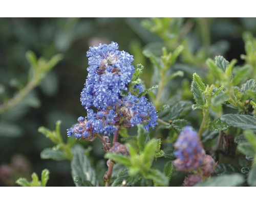 Bloei van de Ceanothus in detail