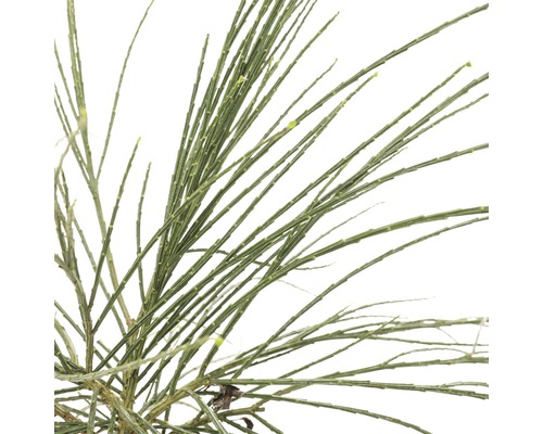 Close-up van een groene naaldboomtak