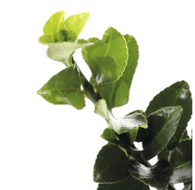 Tak met groene bladeren