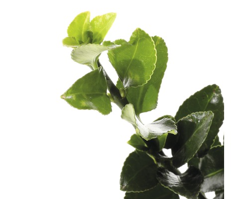 Tak met groene bladeren
