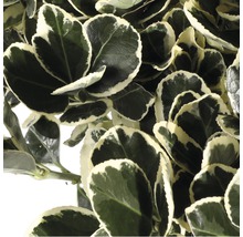 FLORASELF® Kardinaalshoed Euonymus japonicus Kathy op stam potmaat Ø 19 cm
