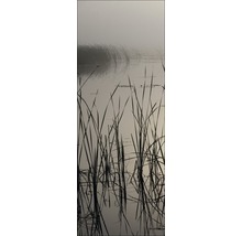 Rietgras in water onder een mistige hemel