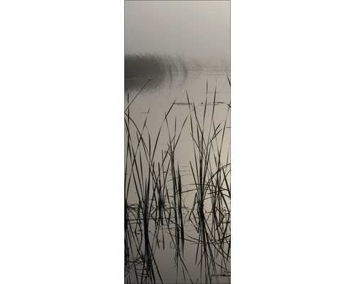 Rietgras in water onder een mistige hemel