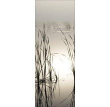 Rietgras in water