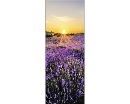 Lavendelveld bij zonsopgang