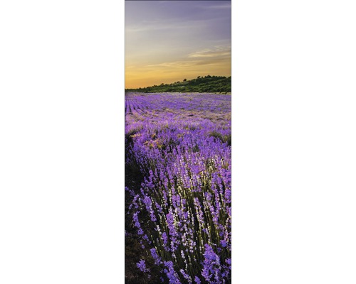 Een veld met bloeiende lavendel onder een bewolkte hemel.