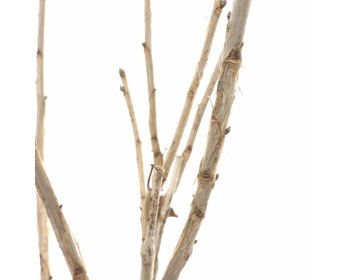Close-up van bladloze takken