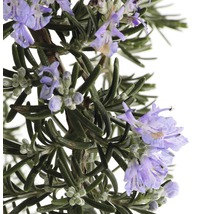 FLORASELF Rozemarijn op stam Rosmarinus officinalis Prostratus Blauw