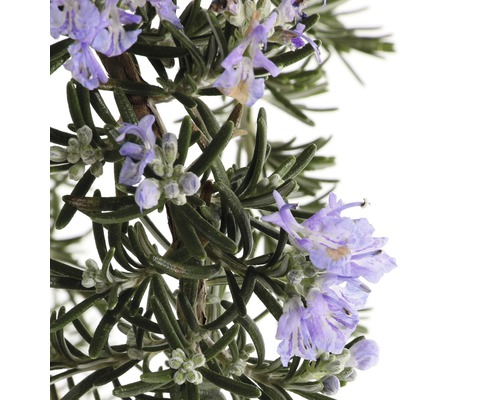 Bloeiende rozemarijntak