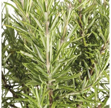 FLORASELF Rozemarijn op stam Rosmarinus officinalis Blauw