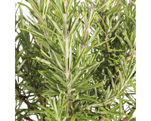 Close-up van rozemarijn takken