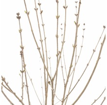 FLORASELF Dwergsering op stam Syringa meyeri Palibin Lila