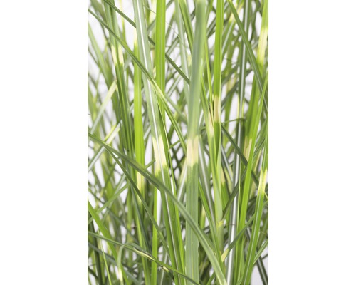 Detailopname van siergras met gestreepte bladeren