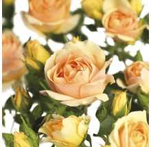 Close-up van rozenbloesems en rozenknoppen