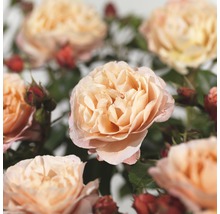 Close-up van rozenbloesems met groene bladeren