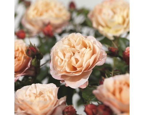 Close-up van rozenbloesems met groene bladeren