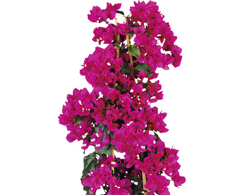 Bougainvillea op een klimrek