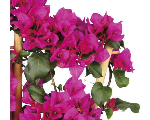 Bougainvillea op houten frame met bloemen en bladeren