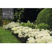Rhododendron Rhododendron Inkarho® 'Dufthecke Gelb' potmaat Ø 22,0 cm H 25-30 cm