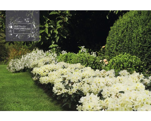 Tuin met geurhaag en gazon