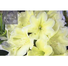 Rhododendron Rhododendron Inkarho® 'Dufthecke Gelb' potmaat Ø 22,0 cm H 25-30 cm