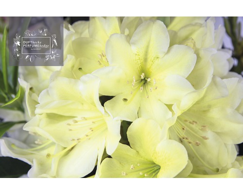 Close-up van rhododendronbloemen