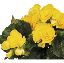 Begonia met gele bloemen en groene bladeren