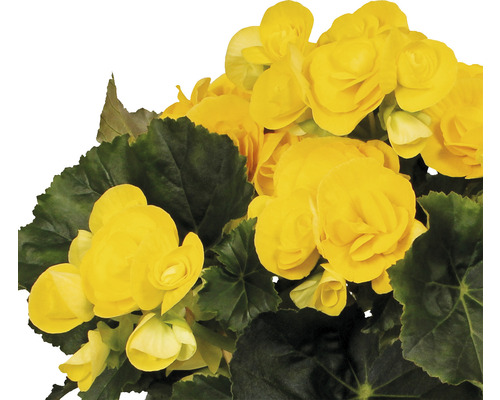 Begonia met gele bloemen en groene bladeren