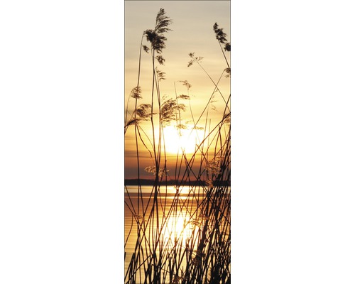 Riet in zonsondergang