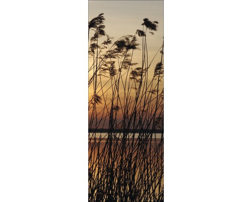 Rietgras aan het meer bij zonsondergang