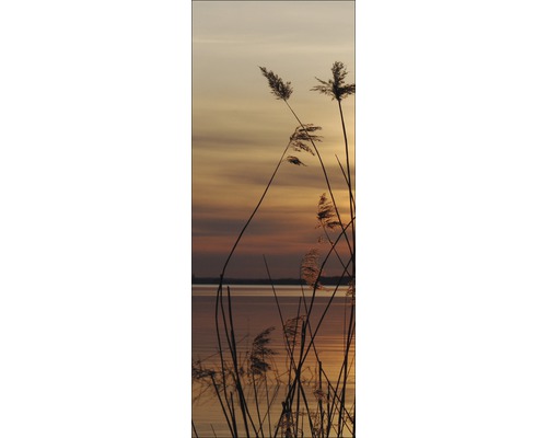 Rietgras aan het meer in avondlicht