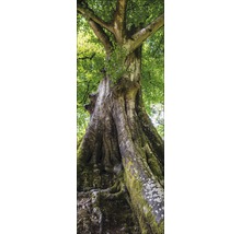 Grote boom met groene bladeren en met mos bedekte stam