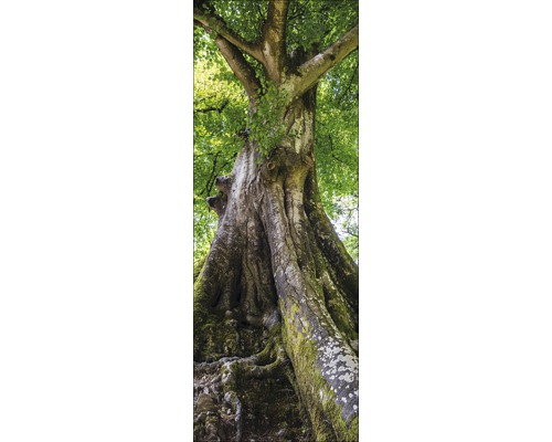 Grote boom met groene bladeren en met mos bedekte stam