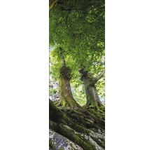 Zicht van bomen met bladeren van onderen
