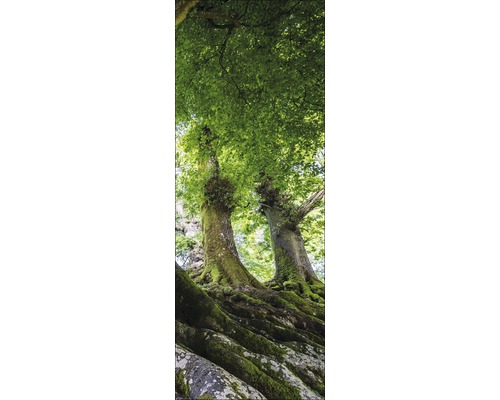 Zicht van bomen met bladeren van onderen