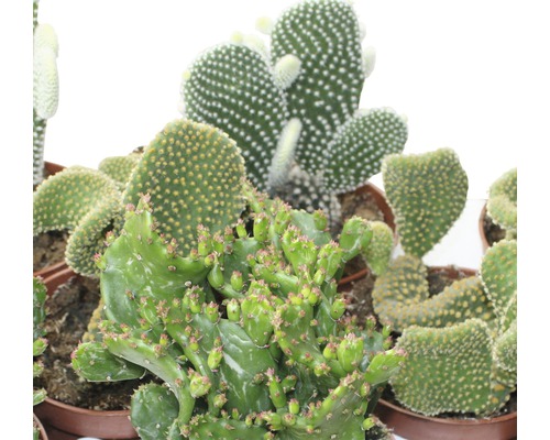 Verschillende cactussoorten in potten