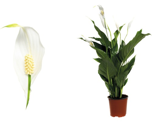 Lepelplant in pot en bloem close-up