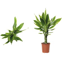 Drakenboom plant in pot, kamerplant