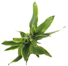 Bovenaanzicht van een Dracaena kamerplant met groene bladeren