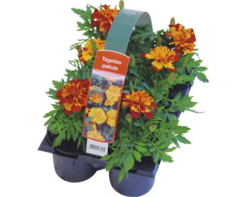 Tagetes patula in een transportverpakking