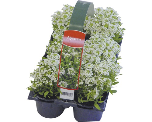 Alyssum bloemen in een pot