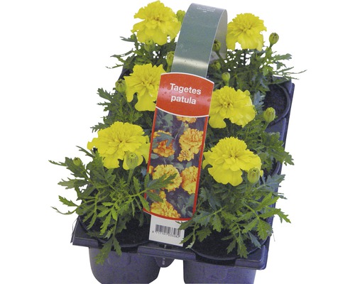 Tagetes Patula zaailingen in een kweekbak