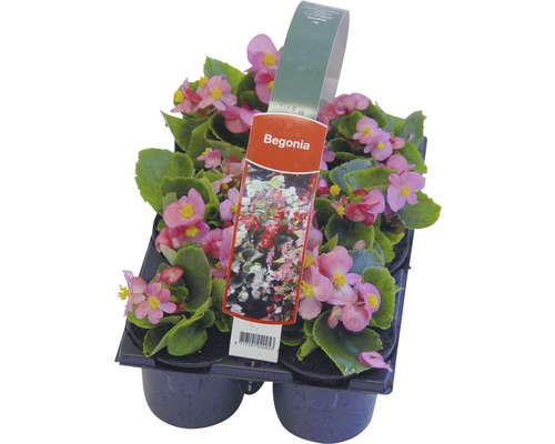 Begoniaset in een kweekbak