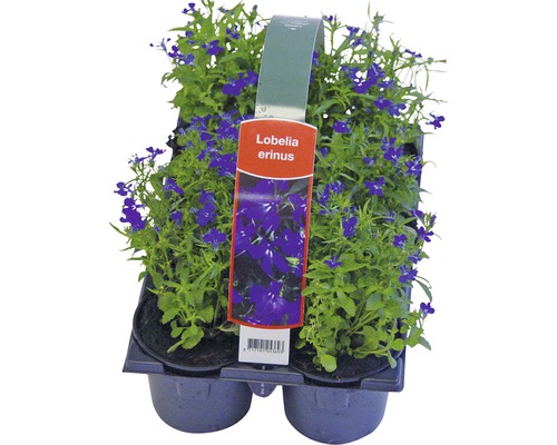 Lobelia erinus zaailingen in een plastic verpakking