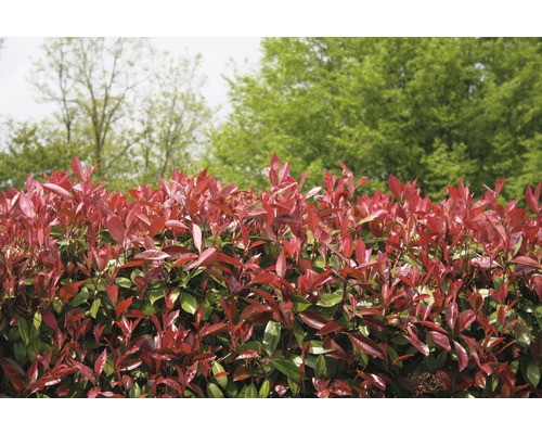 Glansmispel Fraseri haag in de tuin