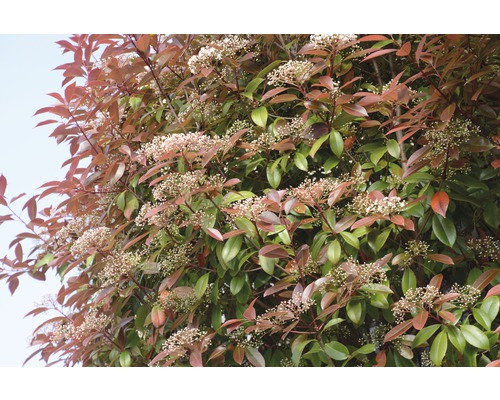 FLORASELF Glansmispel Photinia fraseri 'Red Robin' potmaat Ø 23 cm H 60-80 cm