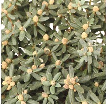 Close-up van een groene dwergstruikplant