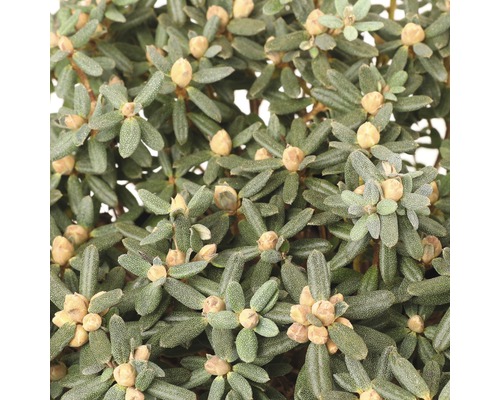 Close-up van een groene dwergstruikplant