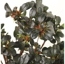 Azalea met bladeren