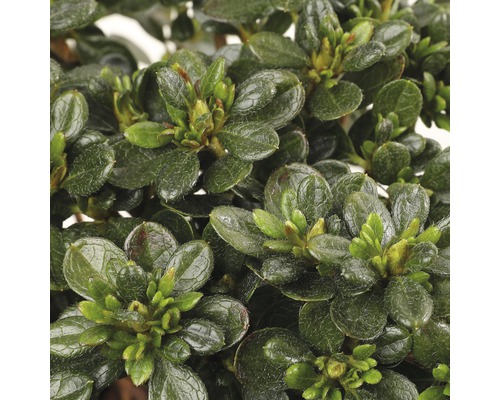 Close-up van een azaleaplant met groene bladeren